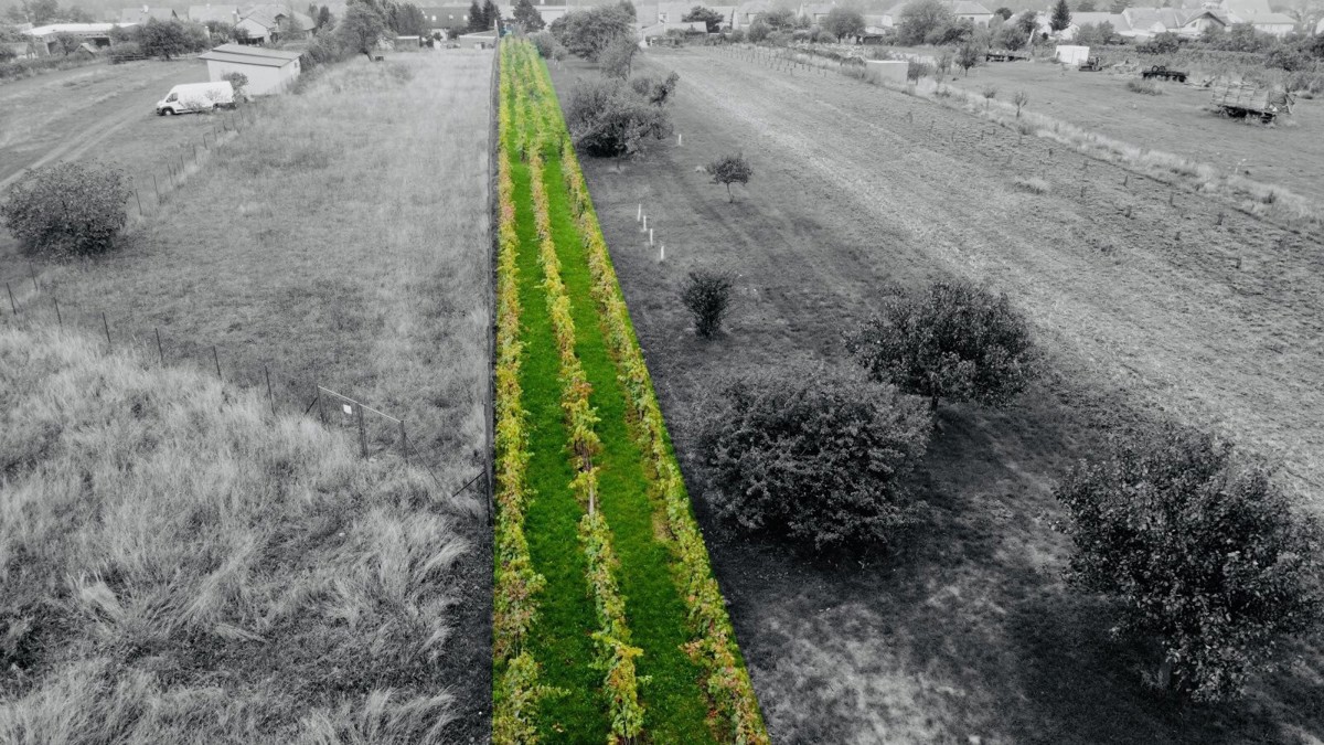 Photo 1 - Land for sale · Vineyard · 1 237 m²