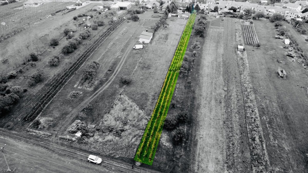 Photo 3 - Land for sale · Vineyard · 1 237 m²
