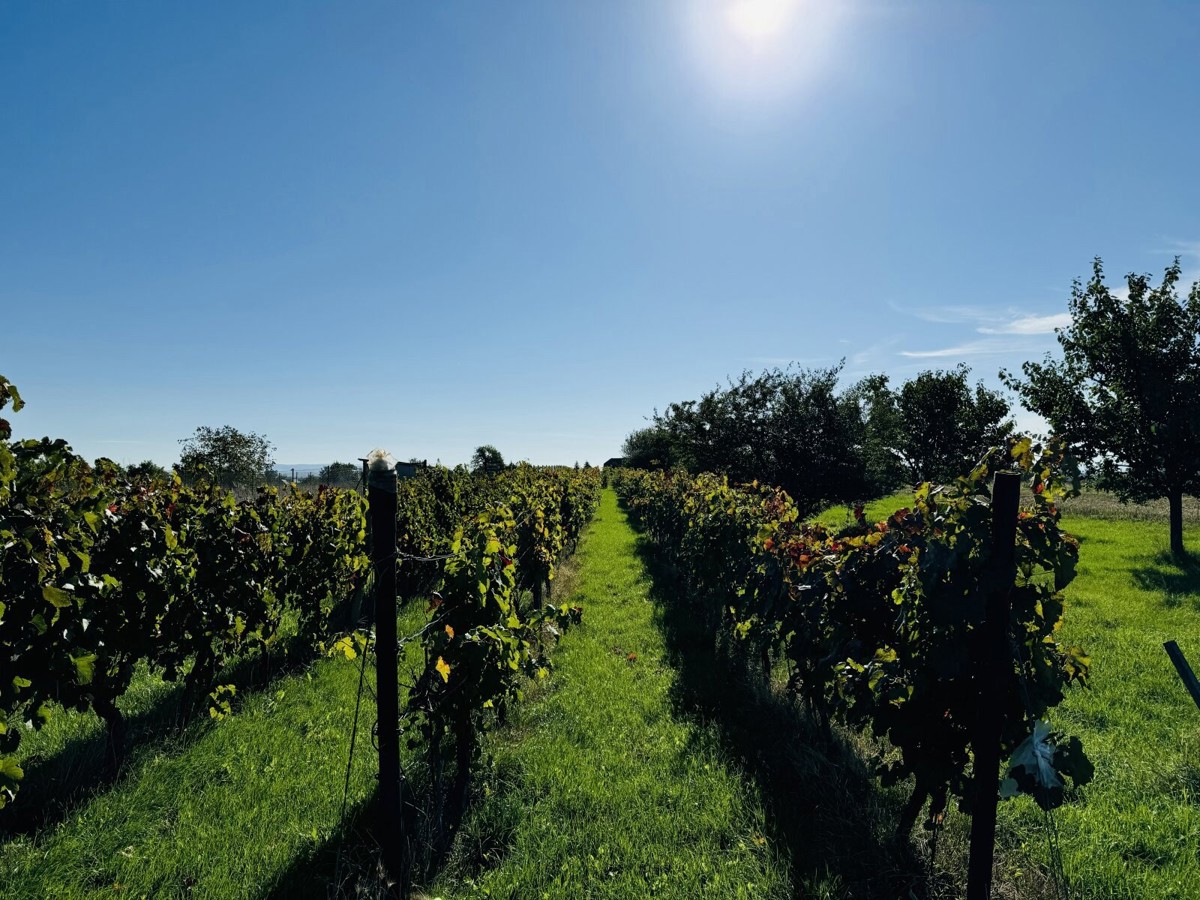 Photo 4 - Land for sale · Vineyard · 1 237 m²