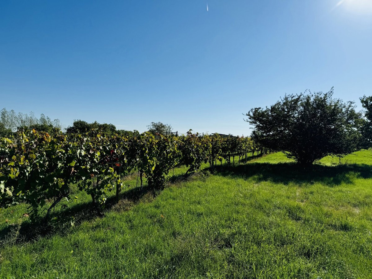 Photo 2 - Land for sale · Vineyard · 1 237 m²