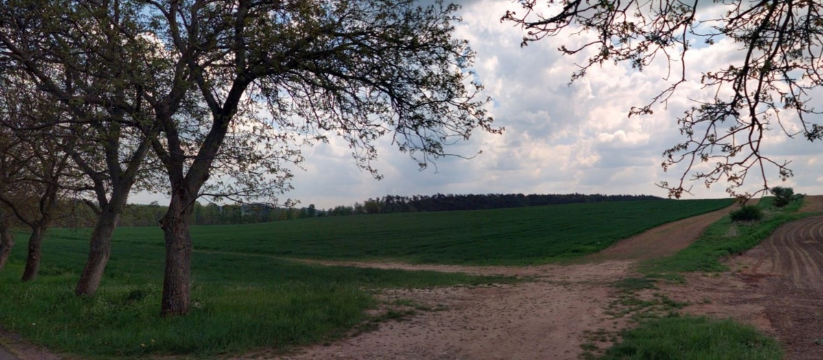 Fotografie 1 - Prodej pozemku · Pole