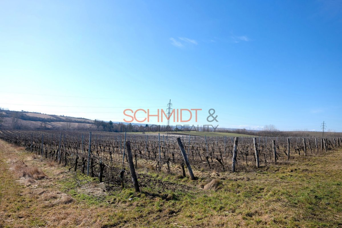 Photo 4 - Land for sale · Vineyard · 11 641 m²