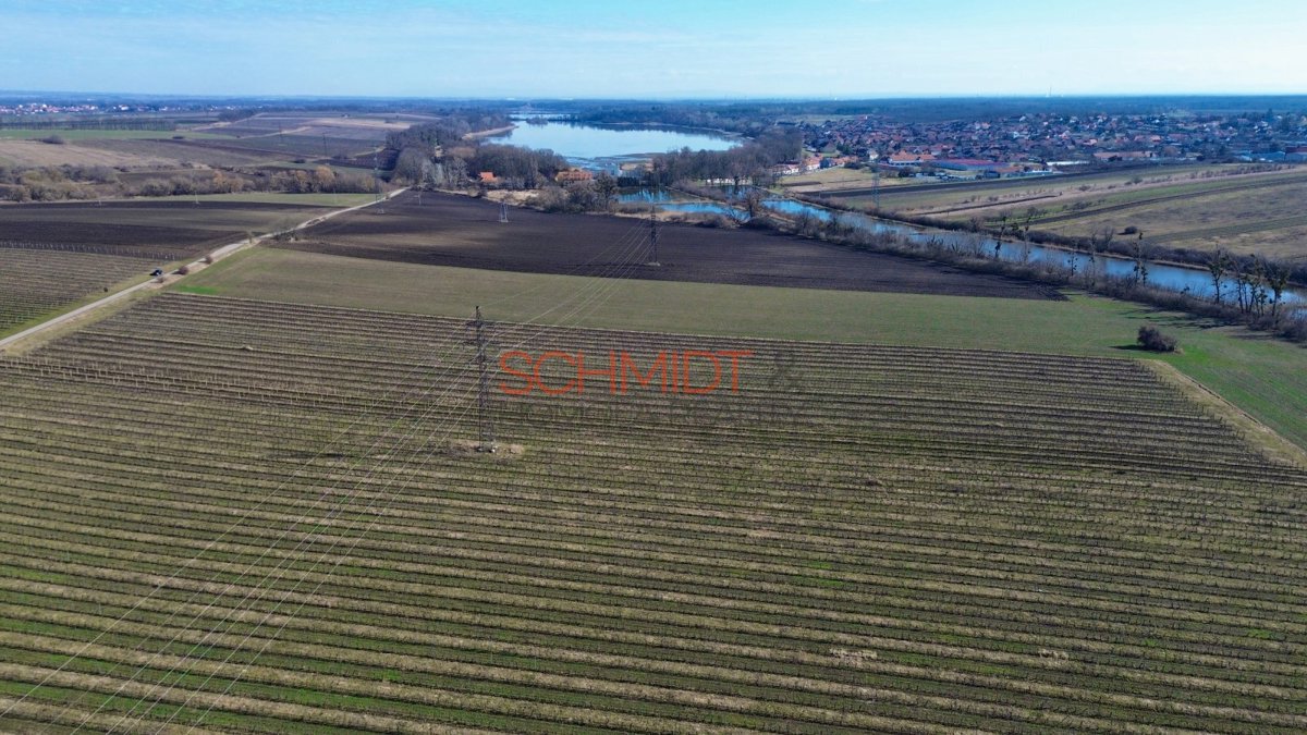 Photo 1 - Land for sale · Vineyard · 11 641 m²