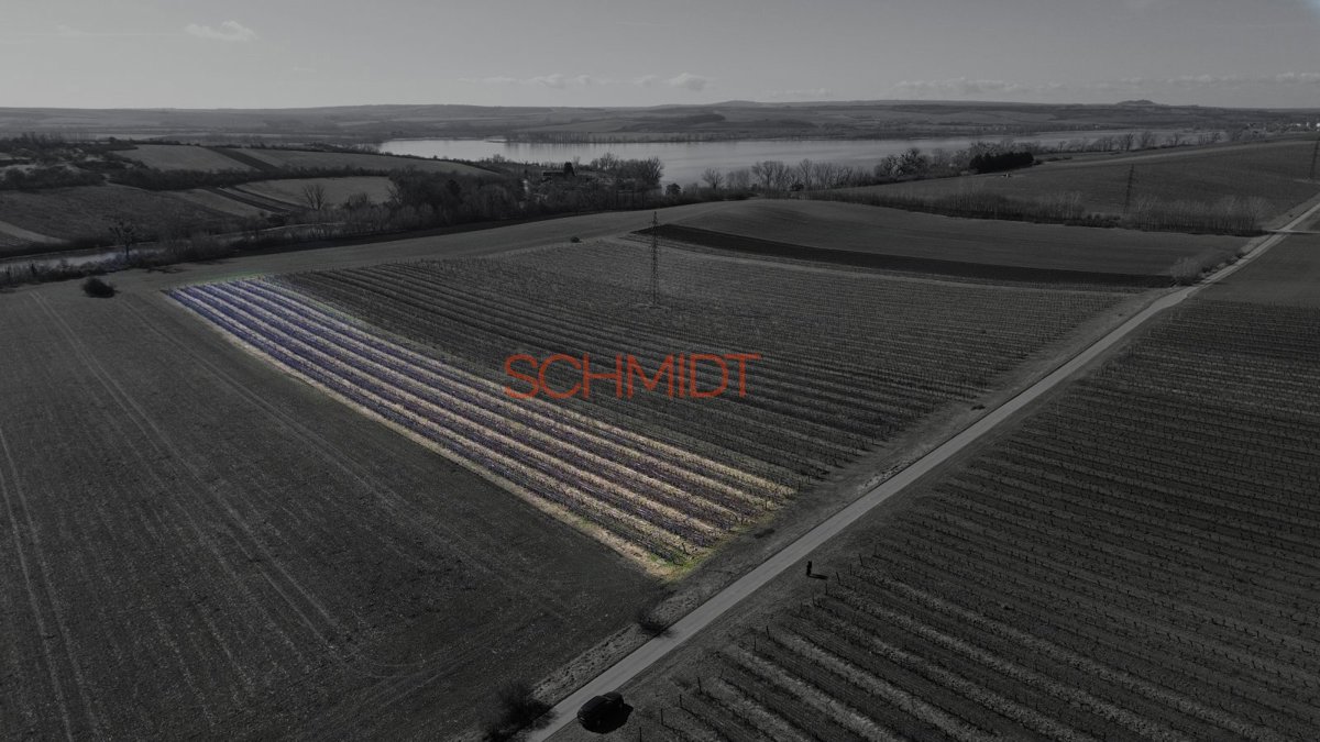 Photo 2 - Land for sale · Vineyard · 11 641 m²