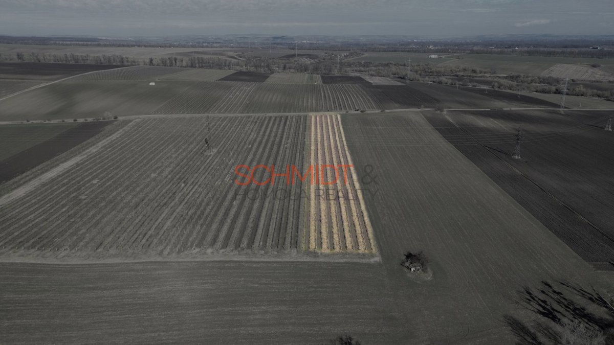 Photo 3 - Land for sale · Vineyard · 11 641 m²