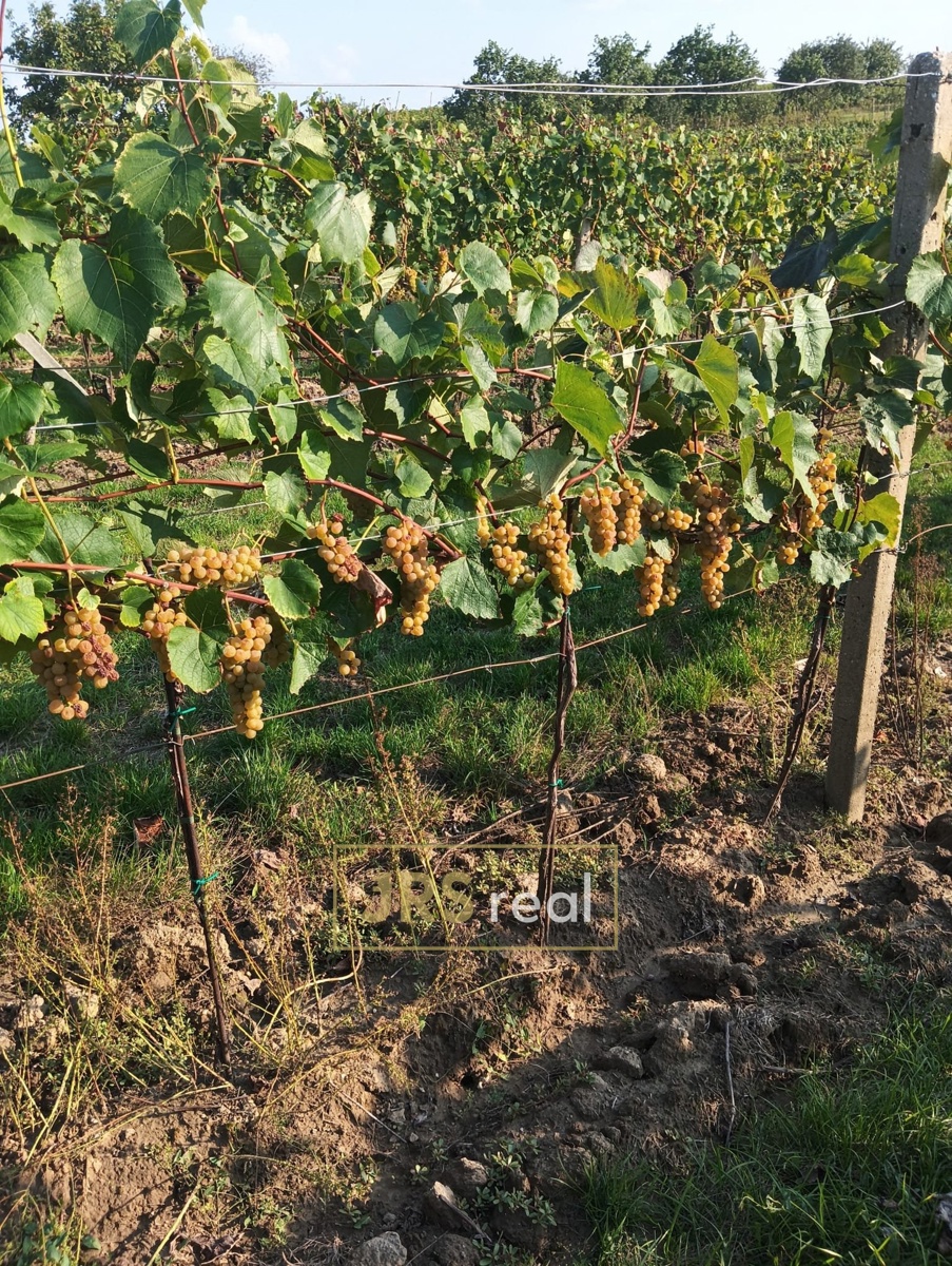 Photo 2 - Land for sale · Vineyard