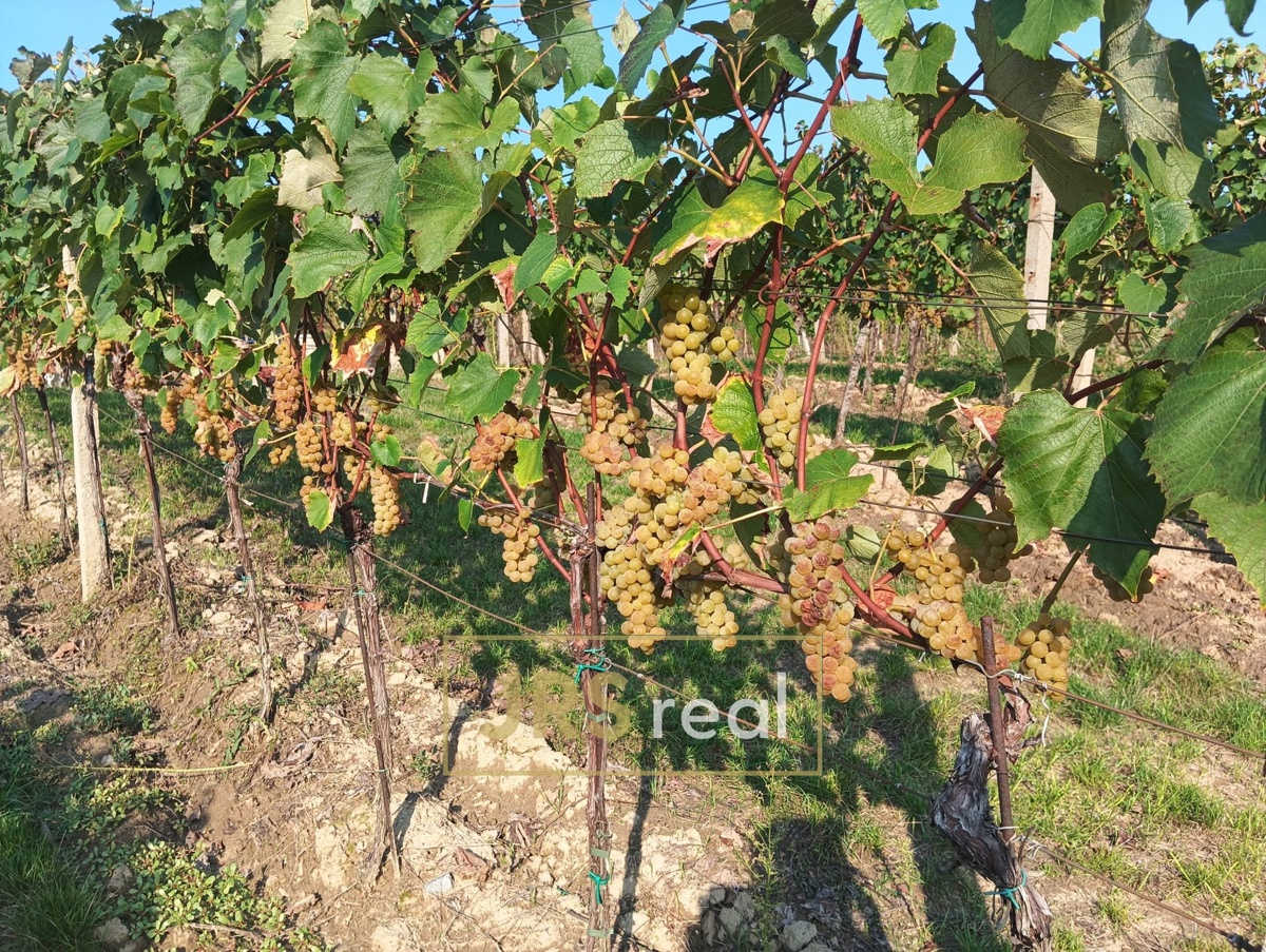 Photo 3 - Land for sale · Vineyard