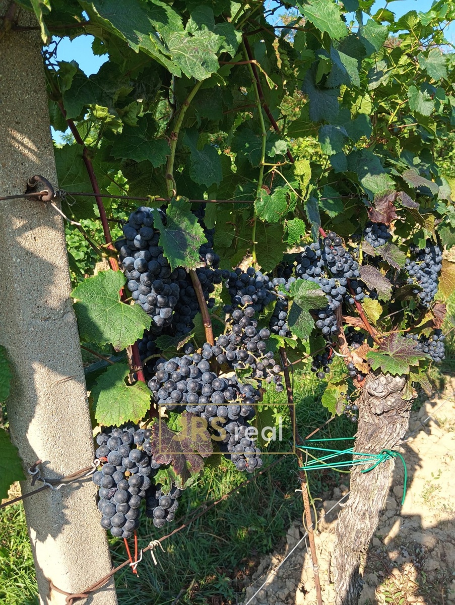 Photo 4 - Land for sale · Vineyard
