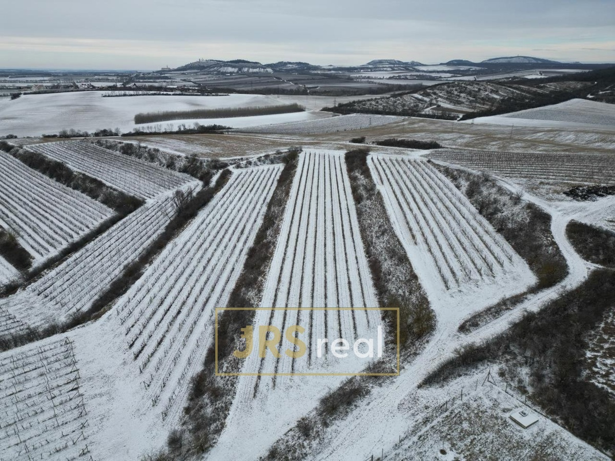 Photo 2 - Land for sale · Vineyard