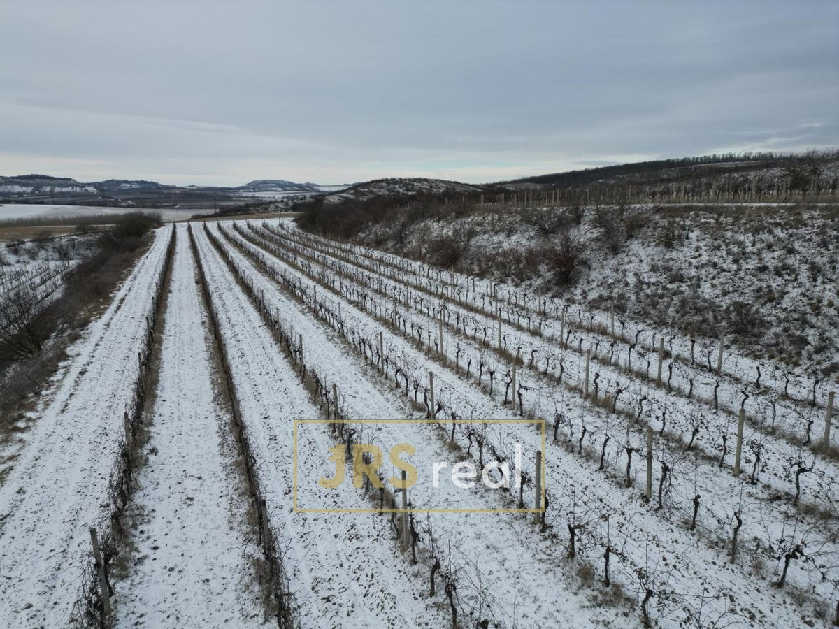 Photo 4 - Land for sale · Vineyard