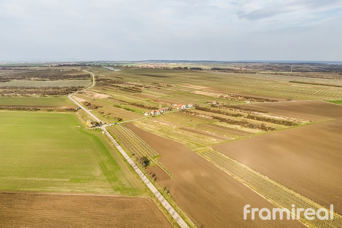 Fotografie 2 - Prodej pozemku · Vinice