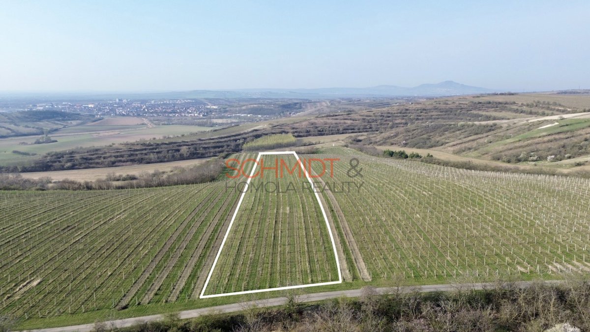 Photo 1 - Land for sale · Vineyard · 11 748 m²