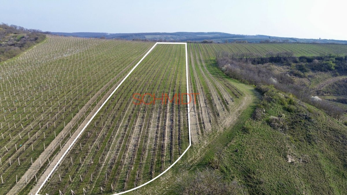 Photo 2 - Land for sale · Vineyard · 11 748 m²