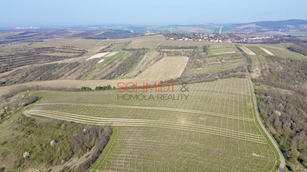 Photo 3 - Land for sale · Vineyard · 11 748 m²