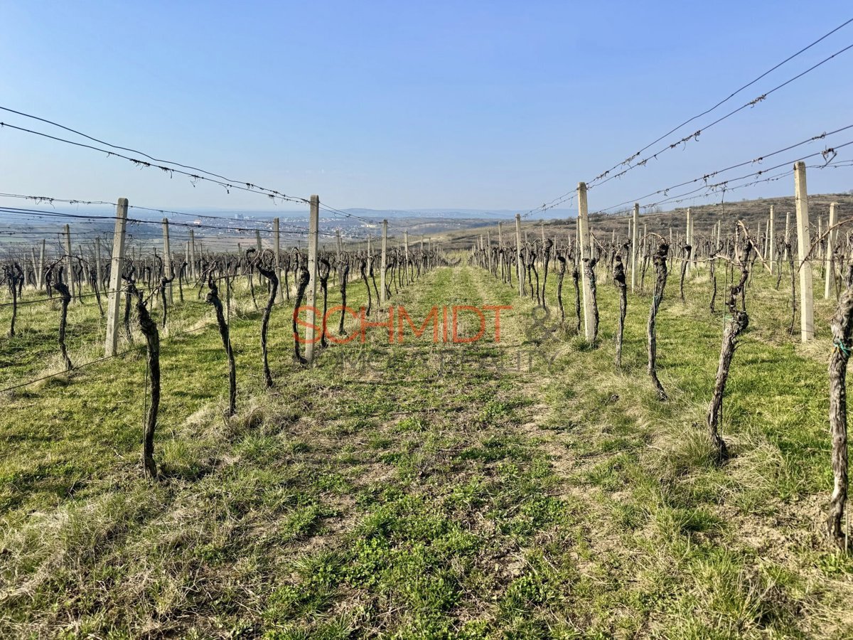 Photo 4 - Land for sale · Vineyard · 11 748 m²