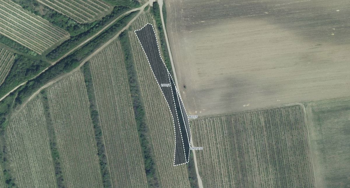 Photo 3 - Land for sale · Vineyard · 3 575 m²