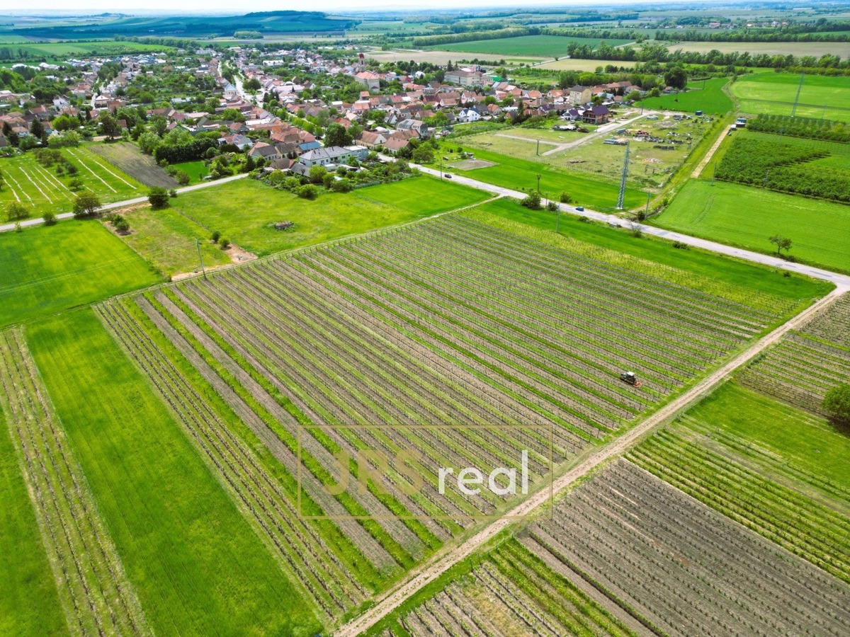 Fotografie 2 - Prodej pozemku · Vinice