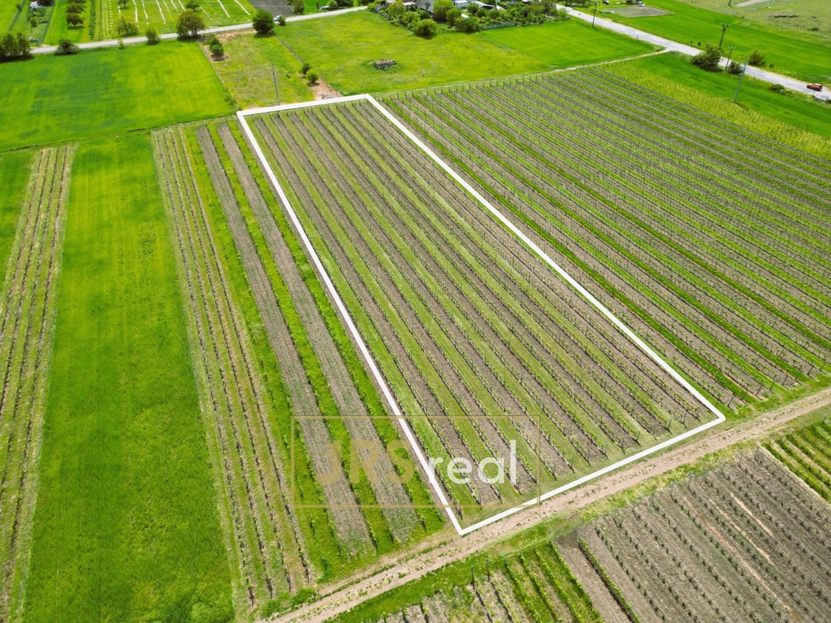 Fotografie 1 - Prodej pozemku · Vinice