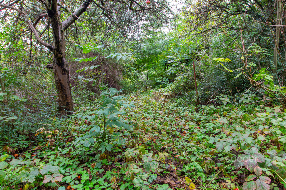 Photo 2 - Land for sale · Garden