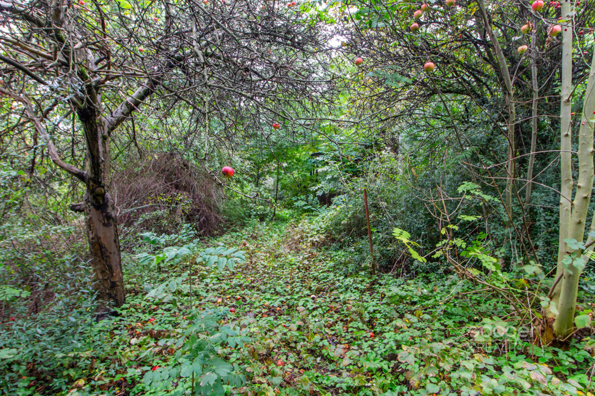 Photo 3 - Land for sale · Garden