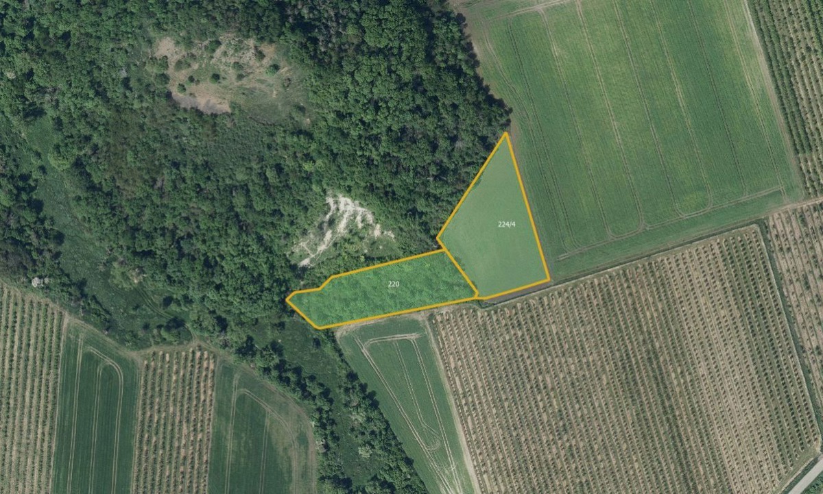 Fotografie 2 - Prodej pozemku · Vinice · 28 919 m²