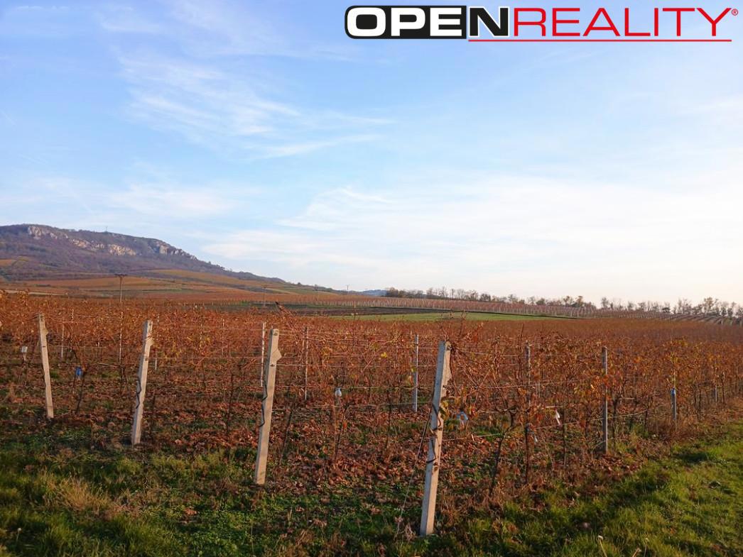 Fotografie 2 - Prodej pozemku · Vinice · 10 519 m²